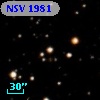 NSV  1981