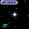 HD  36950