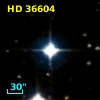 HD  36604