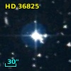 HD  36825