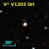 V* V1203 Ori