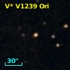 V* V1239 Ori
