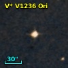V* V1236 Ori