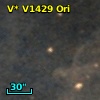 V* V1429 Ori