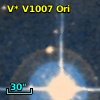 V* V1007 Ori