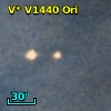 V* V1440 Ori