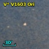 V* V1603 Ori