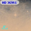 HD  36981
