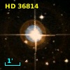 HD  36814