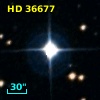 HD  36677
