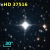 HD  37516