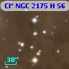 Cl* NGC 2175      H      56