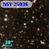 NSV 25036
