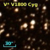 V* V1800 Cyg