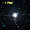 * x Pup