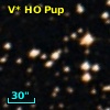 V* HO Pup