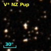 V* NZ Pup