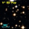 V* BD Pup