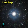 V* PU Pup