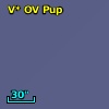 V* OV Pup
