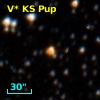 V* KS Pup